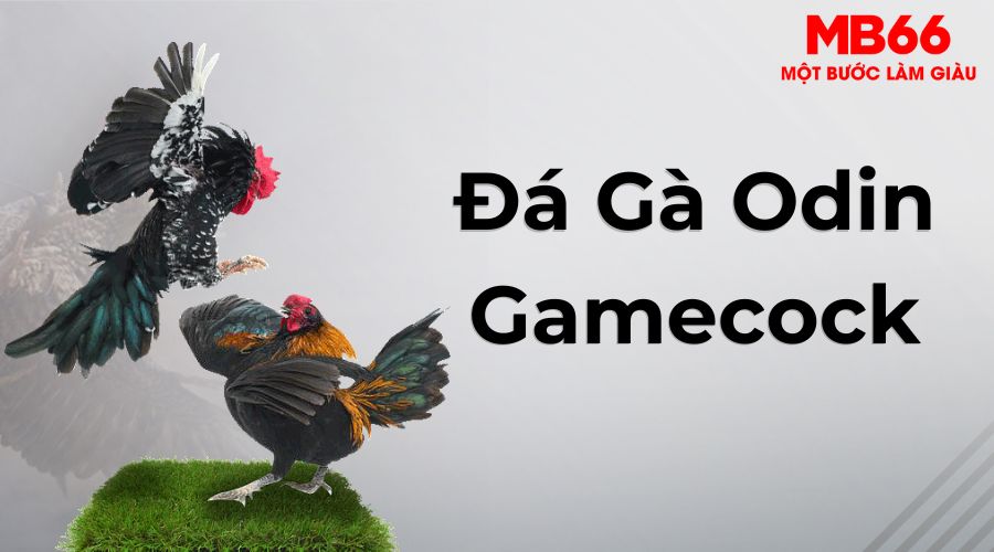 Đá Gà MB66 - Sân Chơi Chuyên Nghiệp Cho Anh Em Sư Kê Việt 26 Nhận thưởng cực hấp dẫn khi tham gia đá gà MB66 sảnh Odin gamecock
